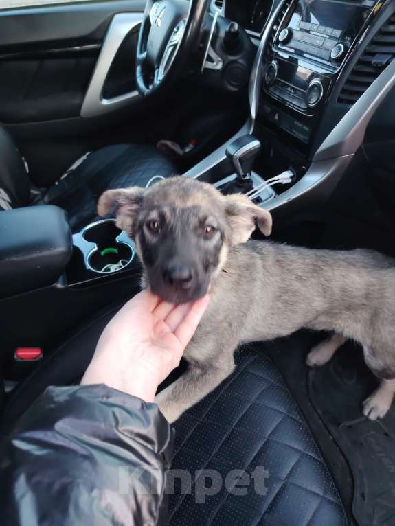 Собаки в Москве: Щенок-мальчик ищет дом Мальчик, Бесплатно - фото 5