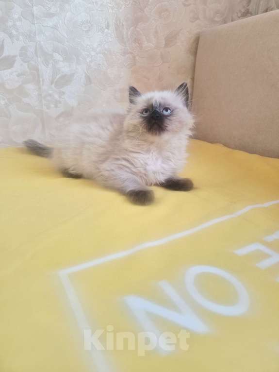 Кошки в Москве: Девочка Рэгдолл Девочка, 55 000 руб. - фото 5