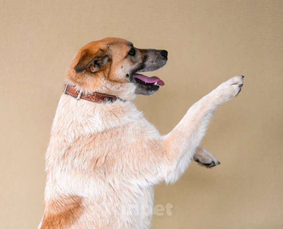 Собаки в Москве: Активная Барабулька ищет хозяев! Девочка, Бесплатно - фото 3