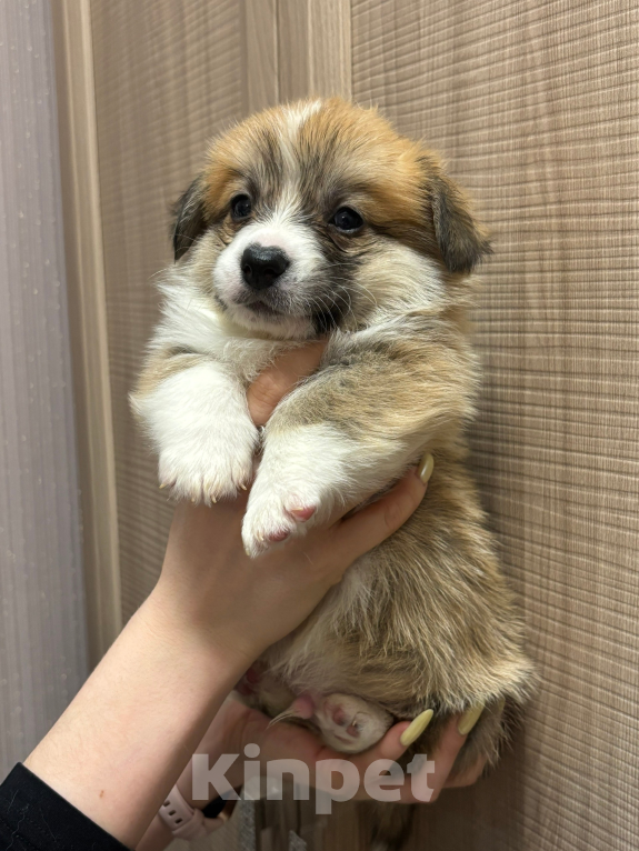 Собаки в Орле: Щенок корги Мальчик, 40 000 руб. - фото 2