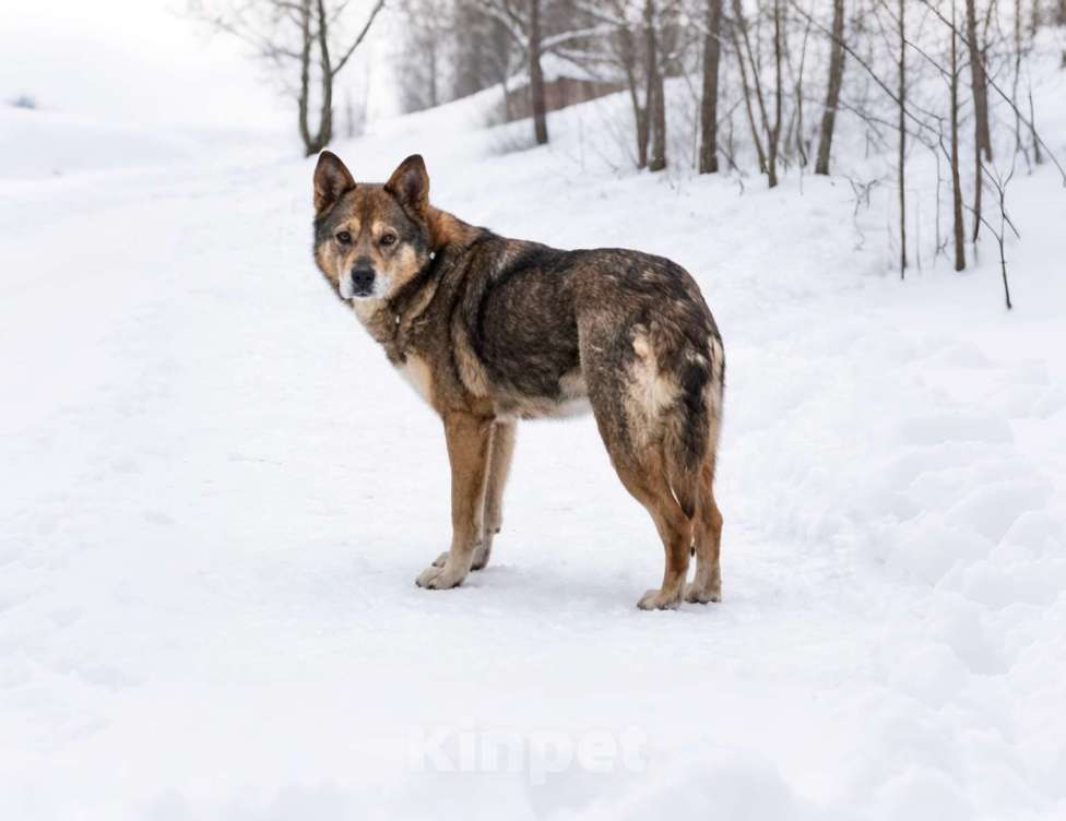 Собаки в Москве: Малышка Вера ищет дом Девочка, Бесплатно - фото 2