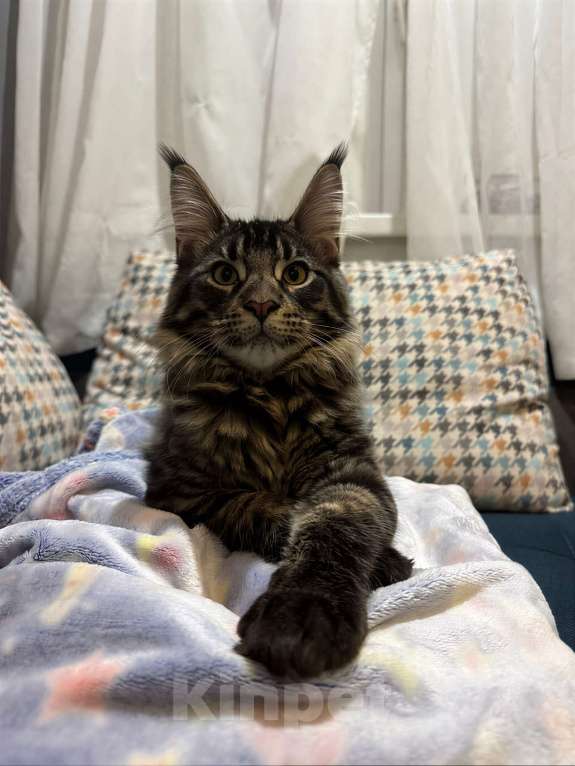 Кошки в Москве: Котята Мейн-Кун Девочка, 50 000 руб. - фото 3