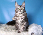 Кошки в Лодейном Поле: Кошка Мейн-Кун Рафаэлька  Девочка, 13 000 руб. - фото 6