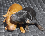 Собаки в Долгопрудном: Щенки пудель миниатюрный фантом Девочка, Бесплатно - фото 4
