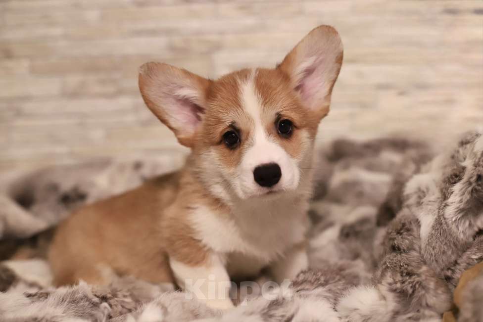 Собаки в Воронеже: Мальчик 2,5 мес Мальчик, Бесплатно - фото 7