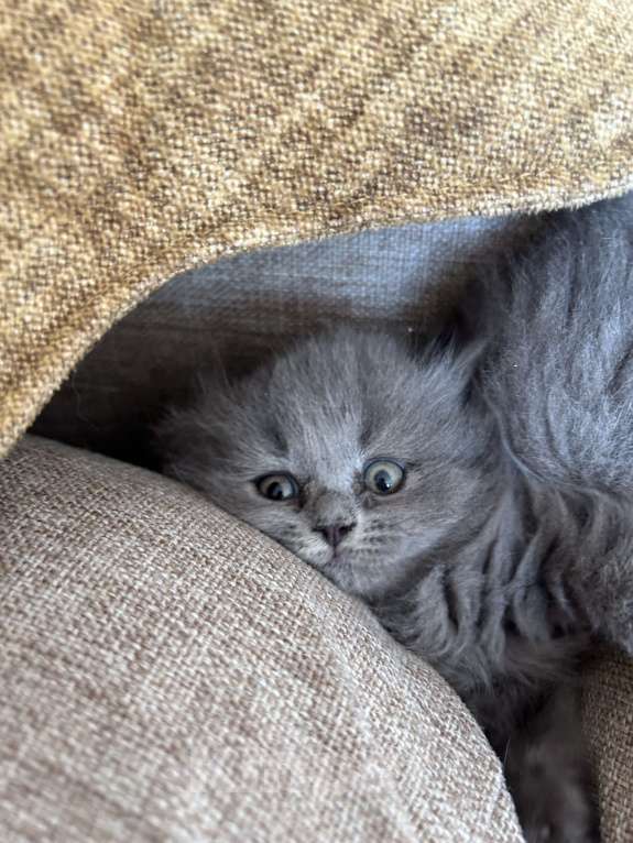 Кошки в Санкт-Петербурге: Котенок  Мальчик, 10 000 руб. - фото 4