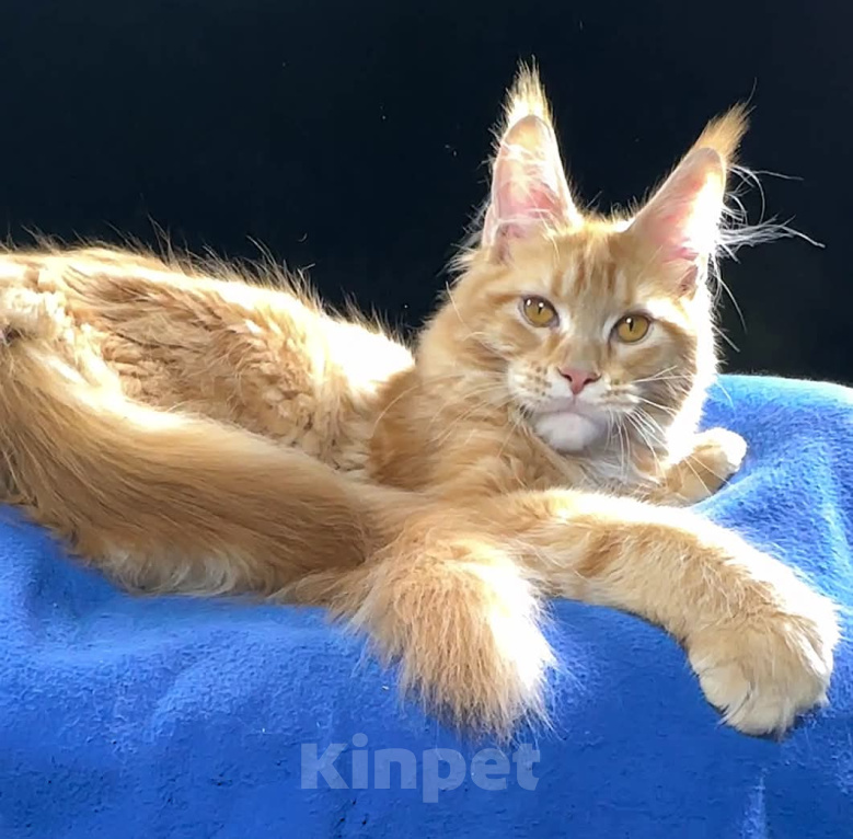 Кошки в Краснодаре: мальчик  Мейн-кун Мальчик, Бесплатно - фото 4