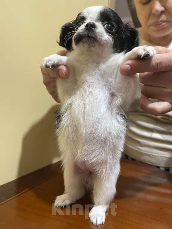 Собаки в других городах Московской области: Чихуахуа клубная девочка Девочка, 75 000 руб. - фото 3