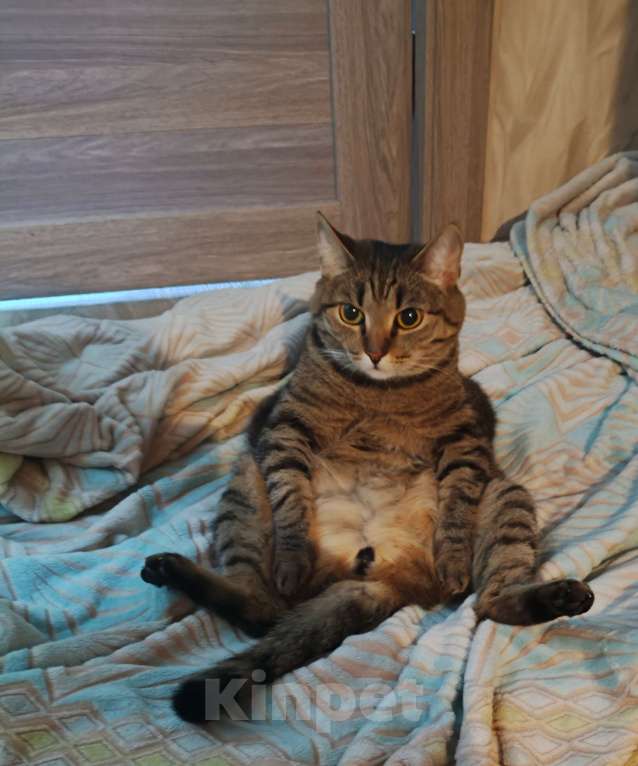 Кошки в Лангепасе: Кот Сибирский Тишка Мальчик, Бесплатно - фото 4