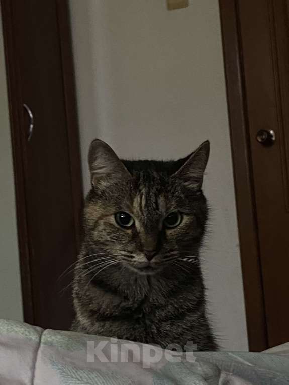 Кошки в Санкт-Петербурге: Кошка в добрые руки Девочка, Бесплатно - фото 1