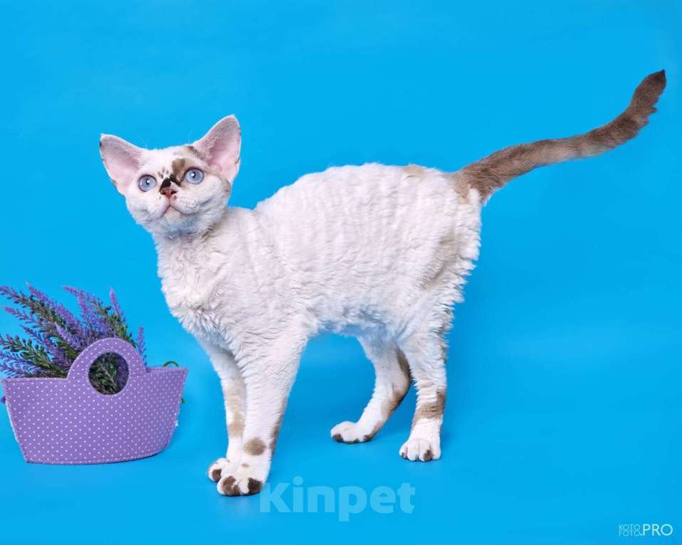 Кошки в Москве: Котенок Девон Рекс Ясмина Девочка, 60 000 руб. - фото 2