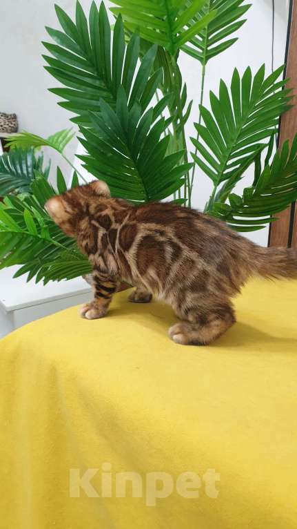 Кошки в Москве: Бенгальстке котята с документами. Мальчик, 55 000 руб. - фото 6