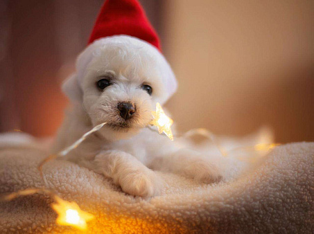 Готовы к переезду щенки Бишон-фризе