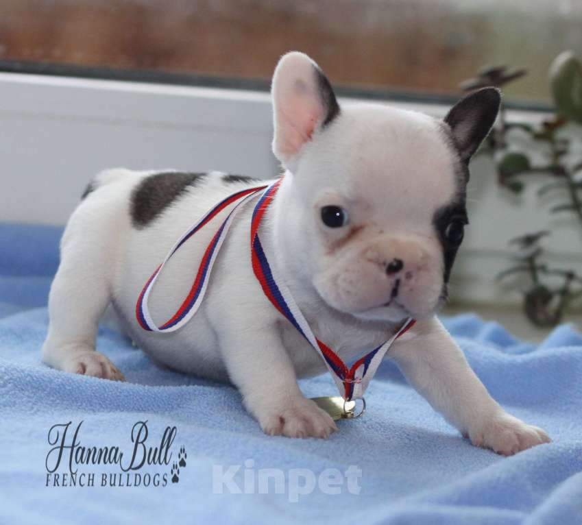 Собаки в Москве: Щенки французского бульдога с документами РКФ Разнополые, 35 000 руб. - фото 5