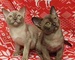 Кошки в Лыткарино: Котята бурма европейская мальчики и девочки Девочка, 40 000 руб. - фото 6