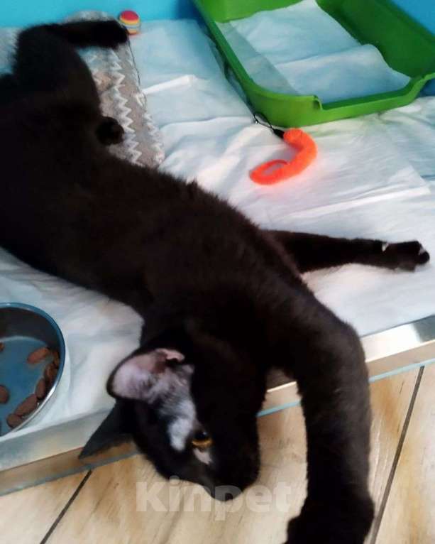 Кошки в Москве: Ласковая черная кошечка в добрые руки! Девочка, Бесплатно - фото 2