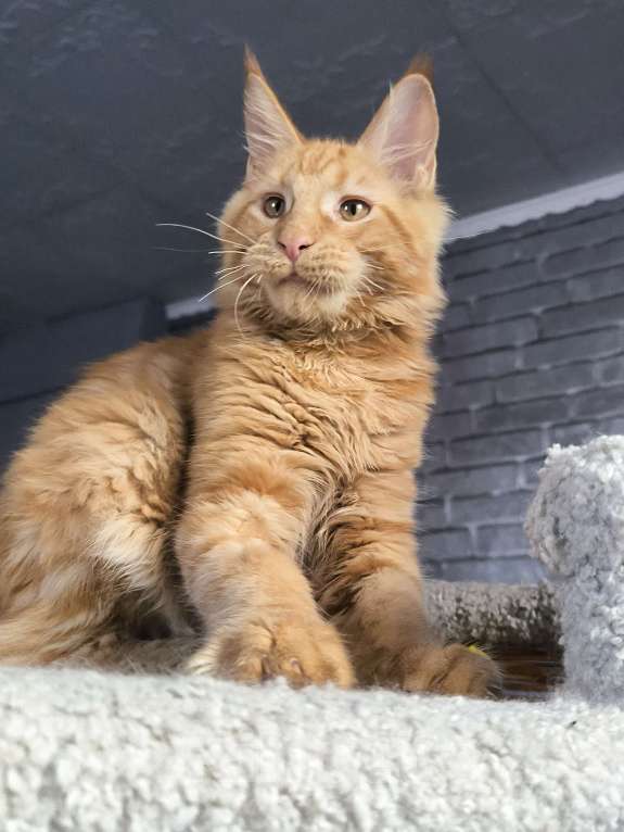 Кошки в Кемерово: Кот Jam Мальчик, 45 000 руб. - фото 4