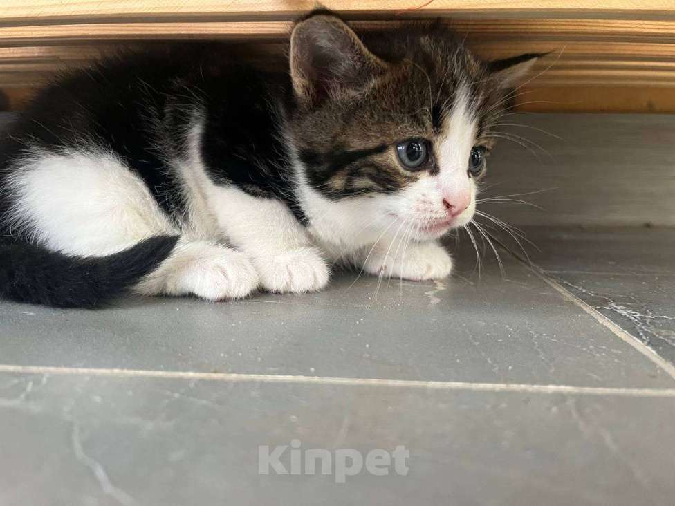 Кошки в Вологде: Отдадим котёнка в добрые руки Девочка, Бесплатно - фото 2