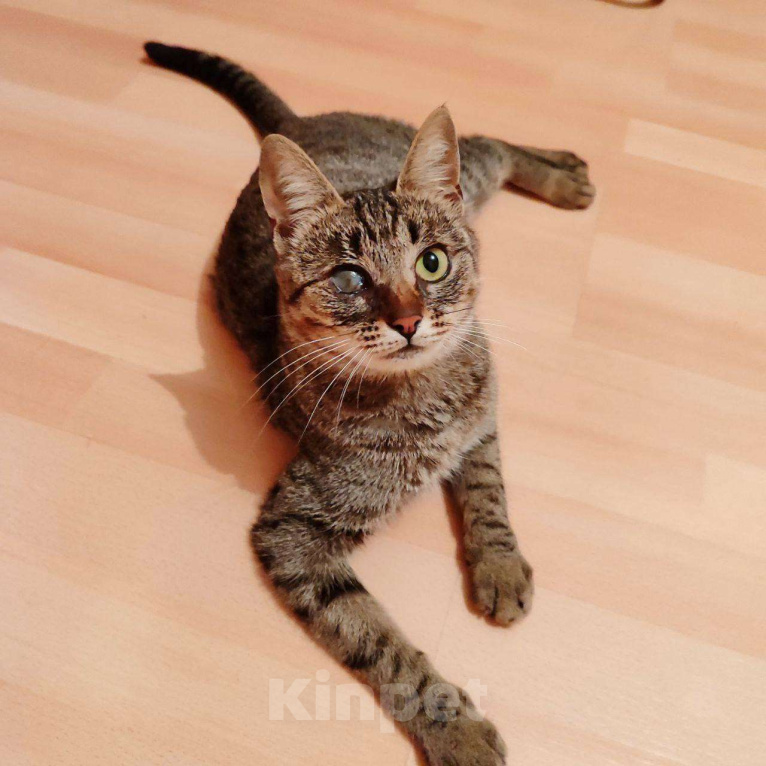 Кошки в Москве: Кошка Бусинка ищет дом! Девочка, Бесплатно - фото 1