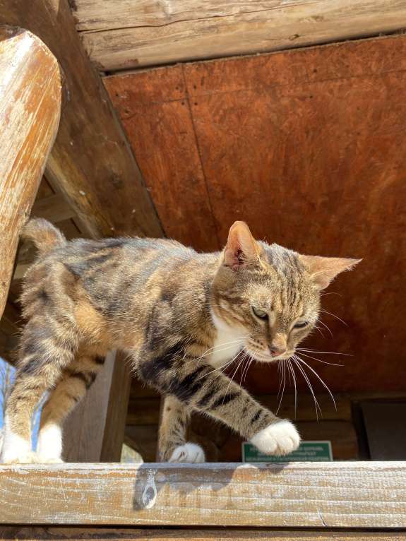 Кошки в Москве: Кошка , почти бенгал) Девочка, Бесплатно - фото 6