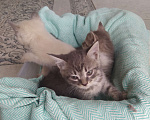 Кошки в Аксае: Серая кошечка Девочка, 1 руб. - фото 2
