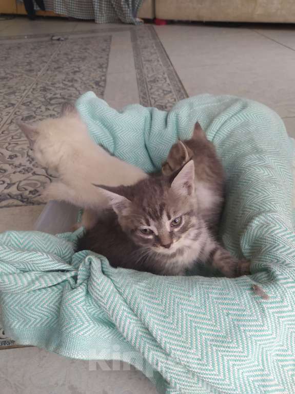 Кошки в Аксае: Серая кошечка Девочка, 1 руб. - фото 2