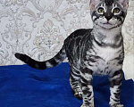 Кошки в Москве: Бенгальские котята серебро  Мальчик, 55 000 руб. - фото 2