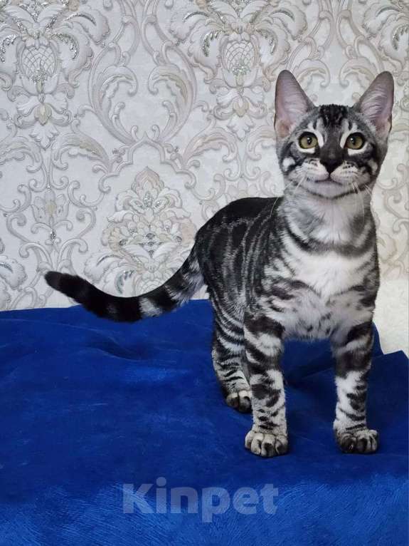 Кошки в Москве: Бенгальские котята серебро  Мальчик, 55 000 руб. - фото 2