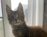 Кошки в Нижнем Тагиле: Котенок Мейн-кун из питомника IkiGaiViktoria Девочка, 40 000 руб. - фото 1