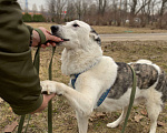 Собаки в Москве: Отказник хотят сдать в приют Мальчик, Бесплатно - фото 5