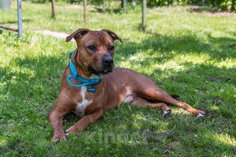 Собаки в Москве: Молодой добрый питбуль Скай в добрые руки Мальчик, 1 руб. - фото 2
