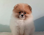 Собаки в Москве: Померанский шпиц, мини девочка Девочка, 25 000 руб. - фото 1