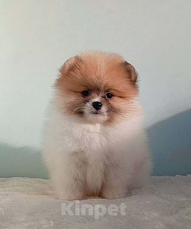 Собаки в Москве: Померанский шпиц, мини девочка Девочка, 25 000 руб. - фото 1