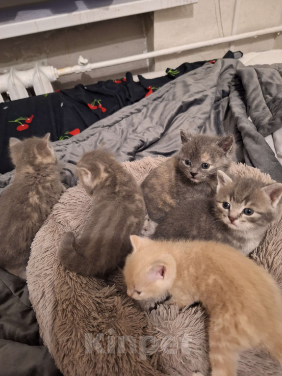 Кошки в Москве: Бублик Мальчик, 2 000 руб. - фото 2