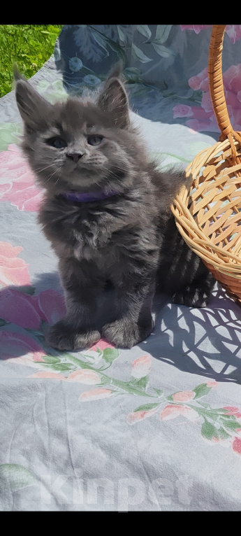 Кошки в других городах Московской области: Котята мейн кун Мальчик, 25 000 руб. - фото 3
