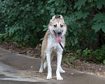 Собаки в Москве: Куско Мальчик, Бесплатно - фото 1