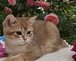 Кошки в Краснодаре: Котята Шотландская золотая шиншилла Девочка, 15 000 руб. - фото 9
