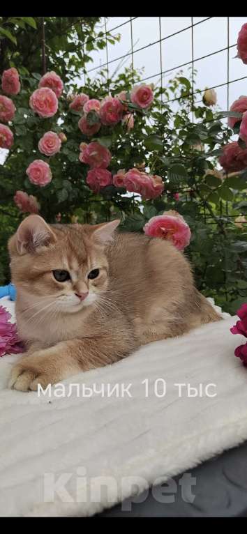 Кошки в Краснодаре: Котята Шотландская золотая шиншилла Девочка, 15 000 руб. - фото 9