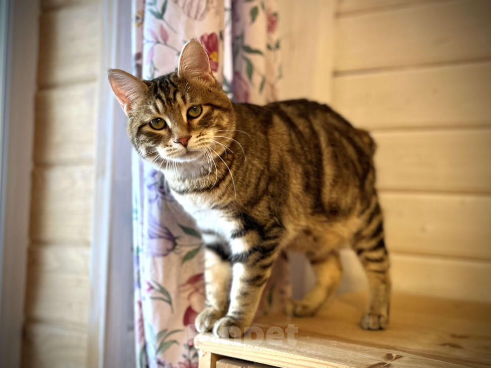 Кошки в других городах Московской области: Курильский бобтейл короткошерстный  Мальчик, 15 000 руб. - фото 4