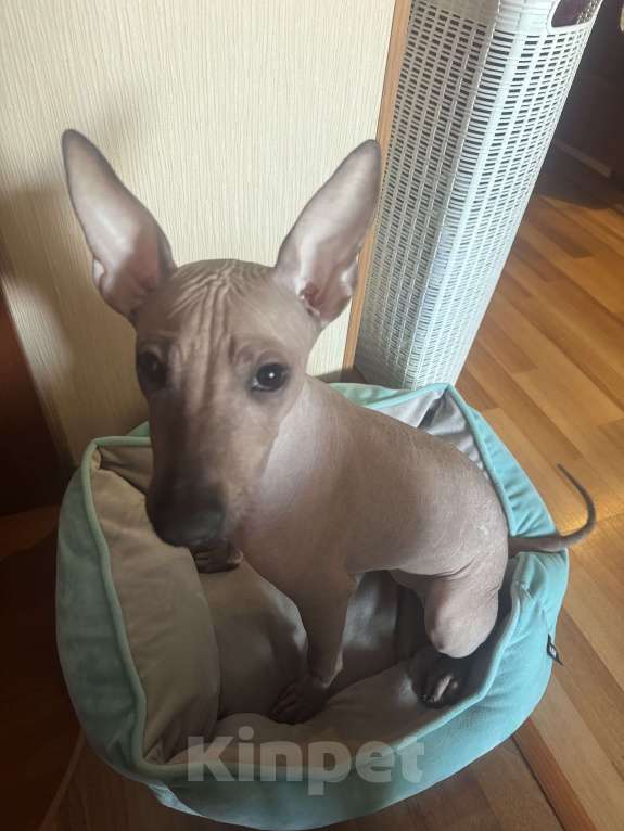 Собаки в Москве: Щенок Девочка, 50 000 руб. - фото 3