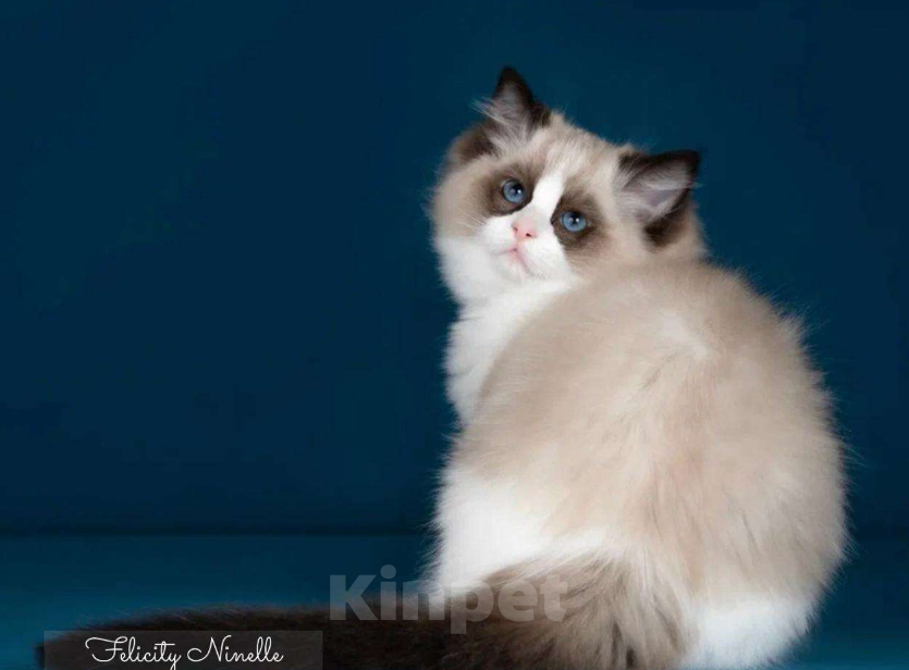 Кошки в Москве: Рэгдолл котята  Мальчик, 200 000 руб. - фото 7