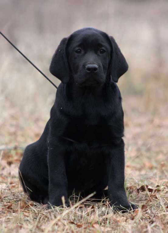 Собаки в Оренбурге: щенки черного окраса Девочка, 50 000 руб. - фото 2