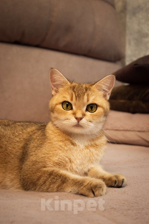 Кошки в Липецке: Шотландская кошечка Девочка, 25 000 руб. - фото 9