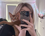 Кошки в других городах Московской области: Абиссинский котенок Мальчик, 50 000 руб. - фото 3