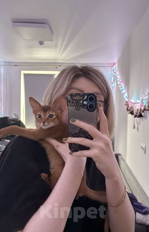 Кошки в других городах Московской области: Абиссинский котенок Мальчик, 50 000 руб. - фото 3