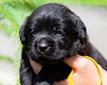 Собаки в Челябинске: Щенок чёрного лабрадора жёлтый ошейник 1 месяц Мальчик, 50 000 руб. - фото 2