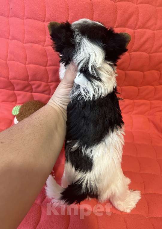 Собаки в Челябинске: Кобель Бивер терьера Мальчик, Бесплатно - фото 2