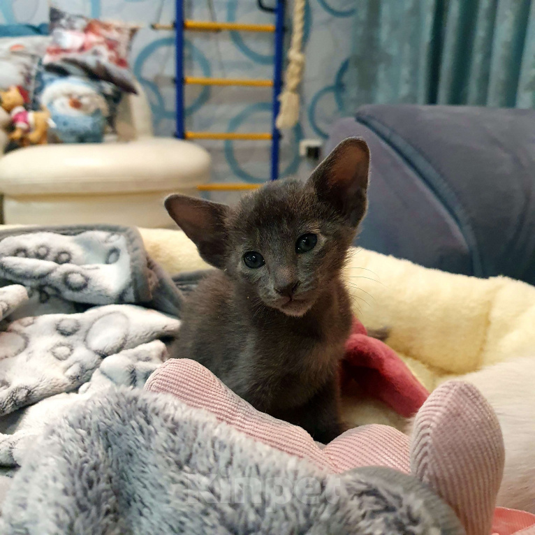 Кошки в Ковровом: ориентальные котята Девочка, 30 000 руб. - фото 1