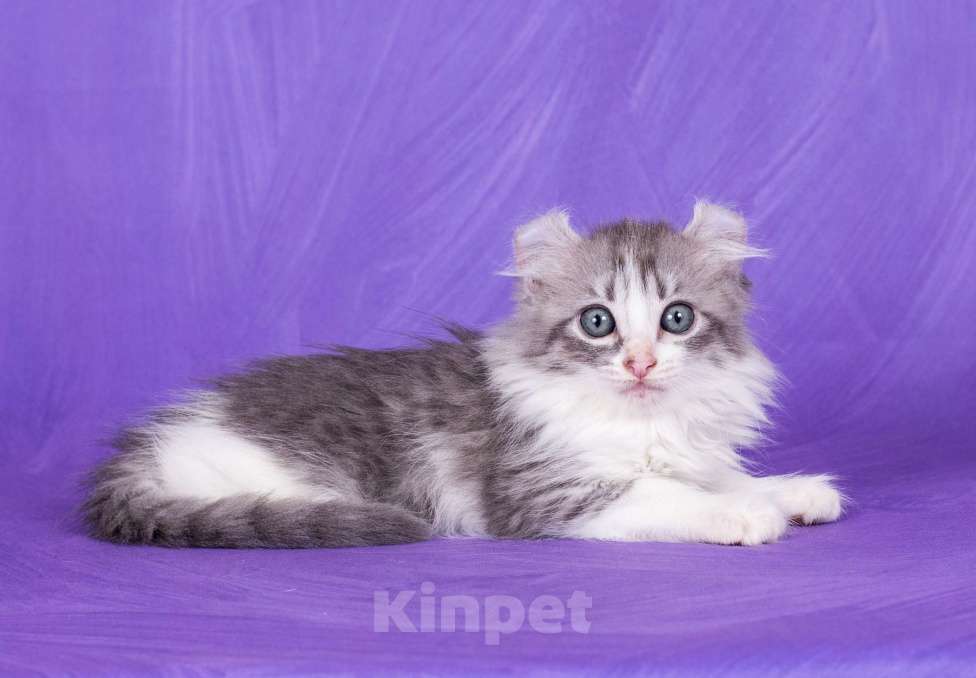 Кошки в Москве: Американский кёрл Девочка, Бесплатно - фото 5