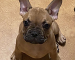 Собаки в Санкт-Петербурге: Шикарный мальчик французского бульдога  Мальчик, 45 000 руб. - фото 5